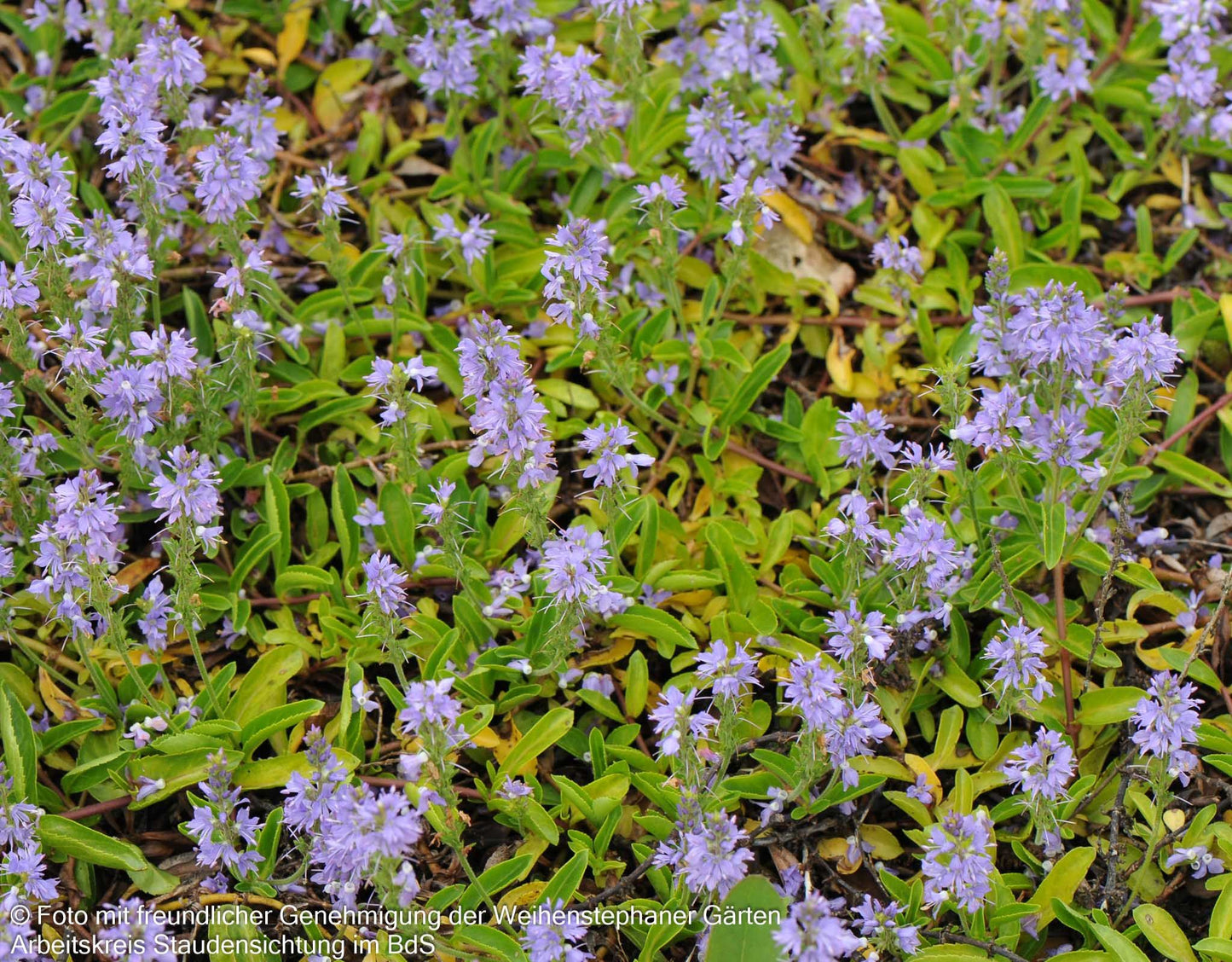 Echter Ehrenpreis (Veronica officinalis)