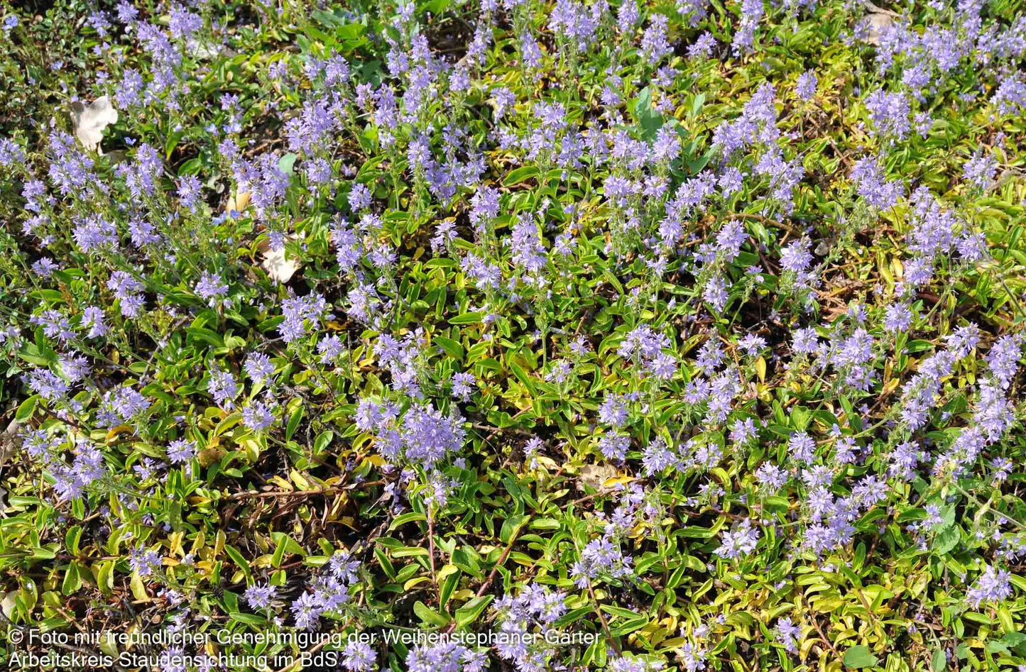 Echter Ehrenpreis (Veronica officinalis)