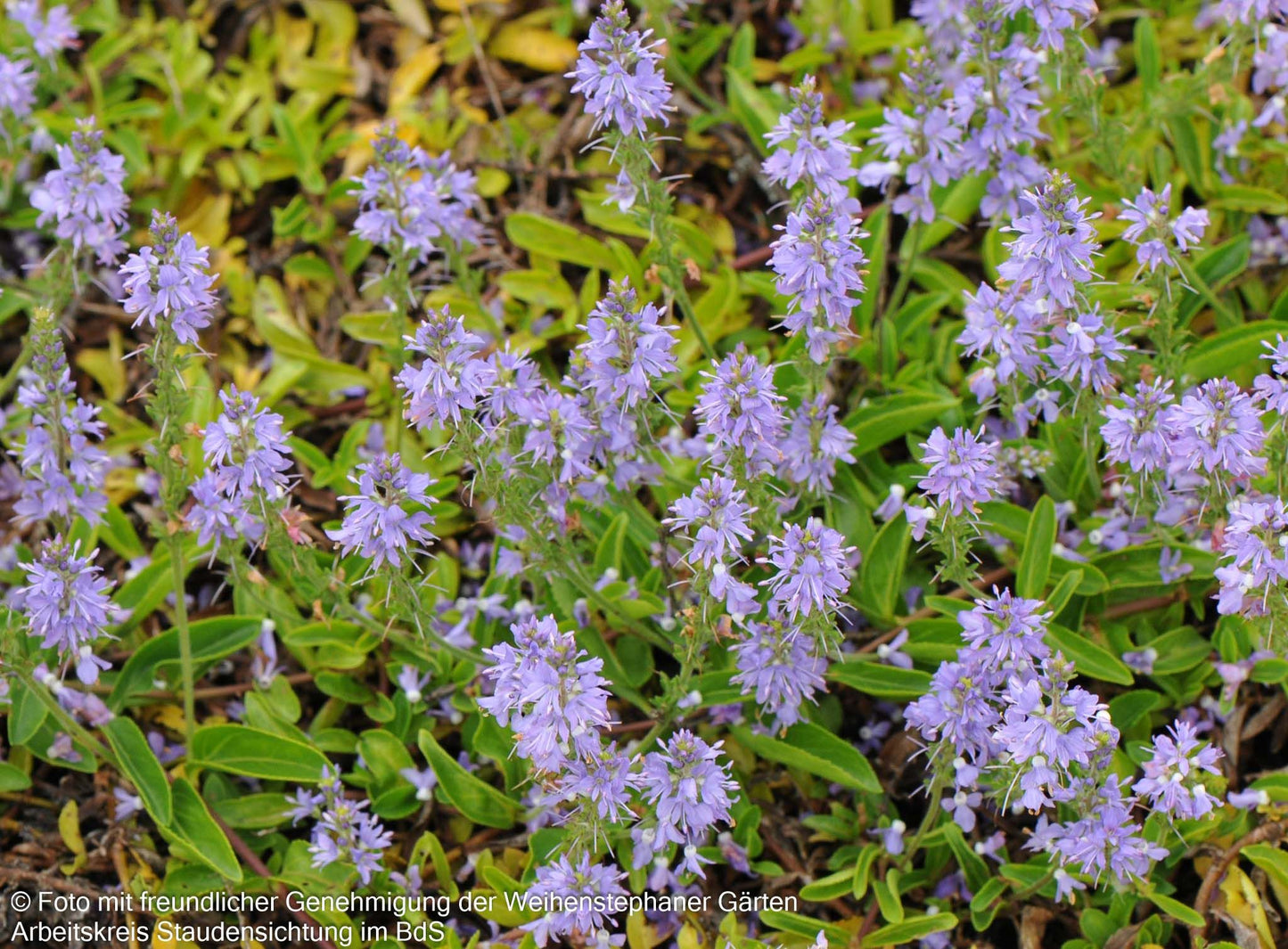 Echter Ehrenpreis (Veronica officinalis)