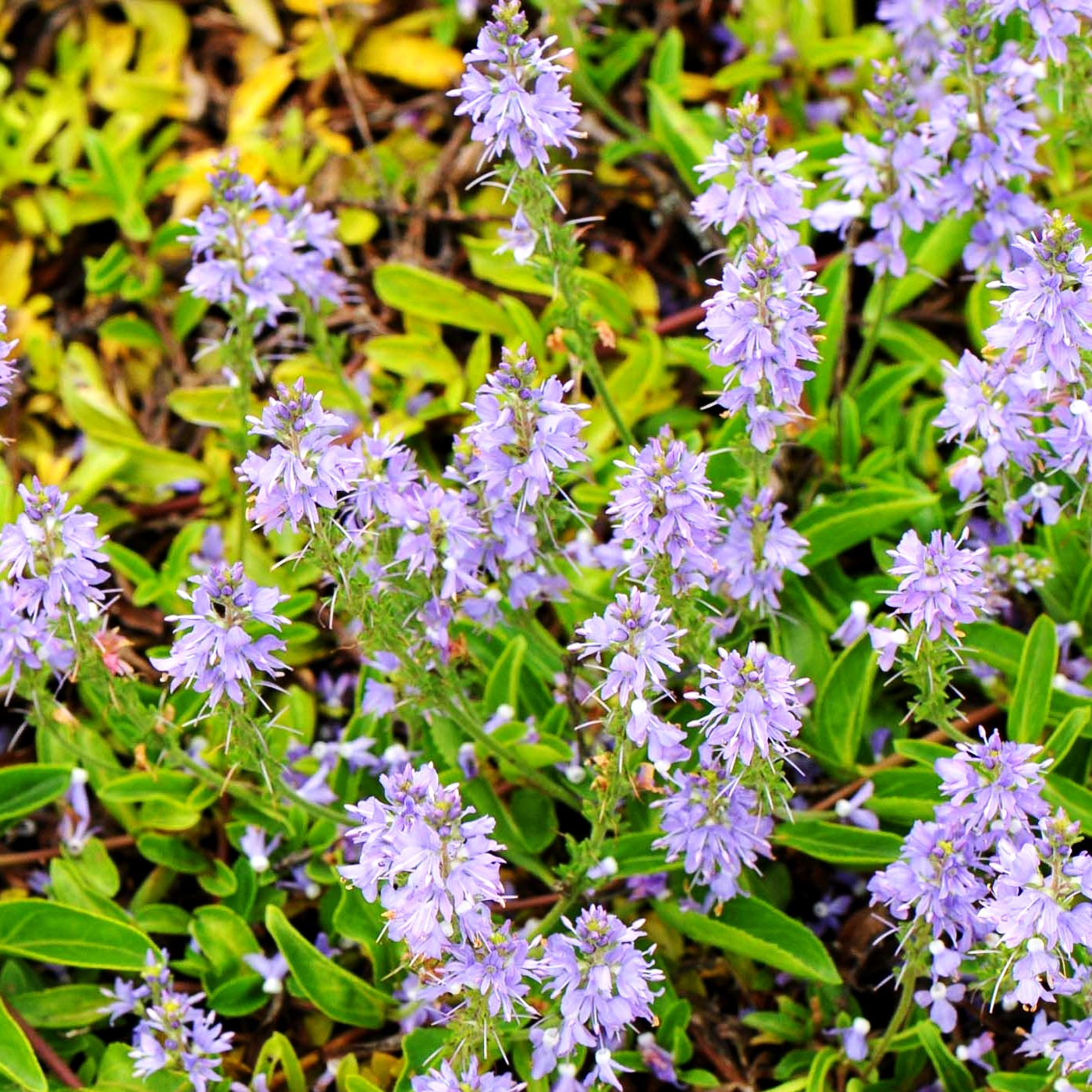 Echter Ehrenpreis (Veronica officinalis)