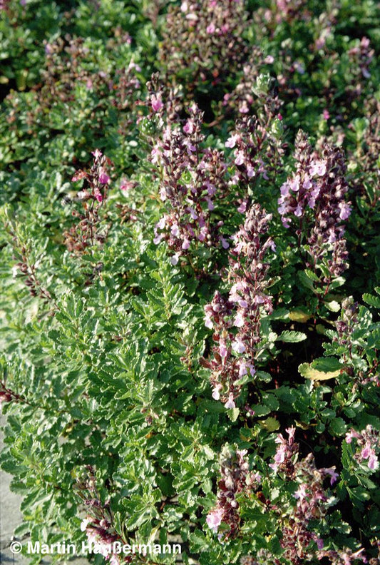 Echter Gamander (Teucrium chamaedrys)