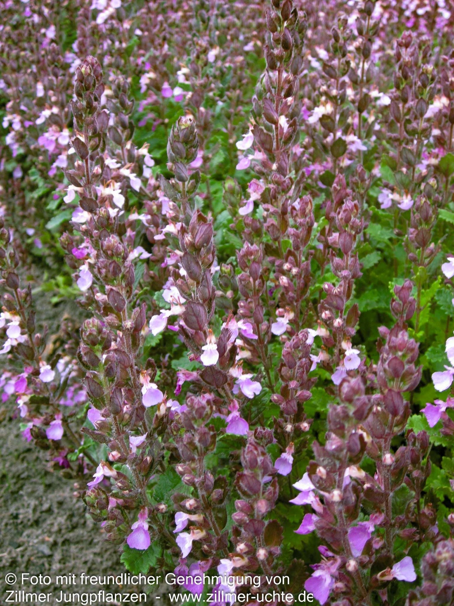 Echter Gamander (Teucrium chamaedrys)
