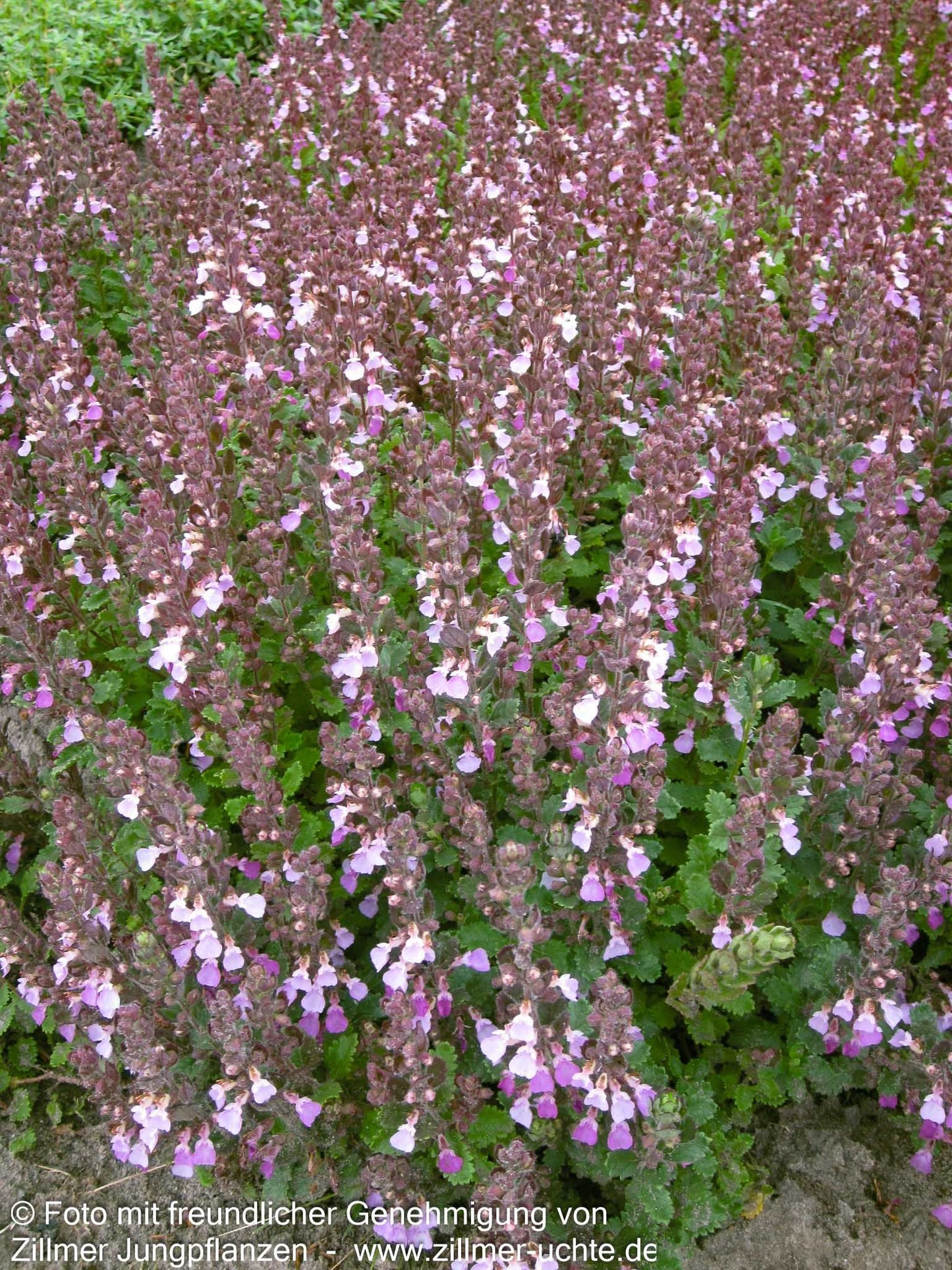 Echter Gamander (Teucrium chamaedrys)