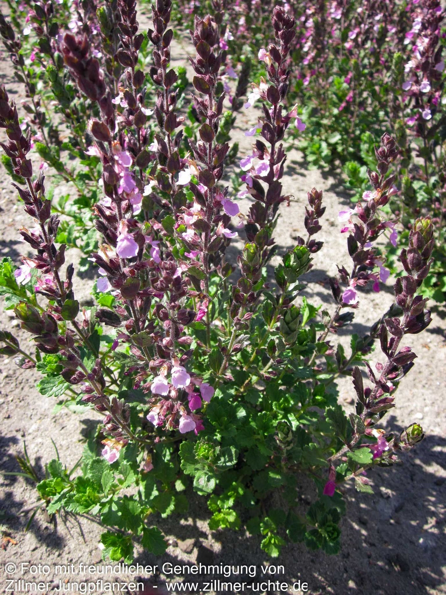 Echter Gamander (Teucrium chamaedrys)