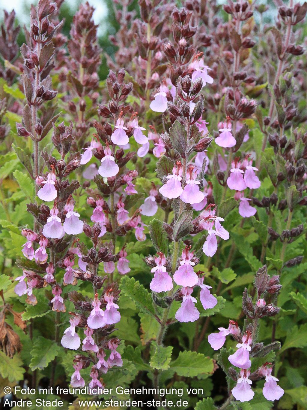 Echter Gamander (Teucrium chamaedrys)