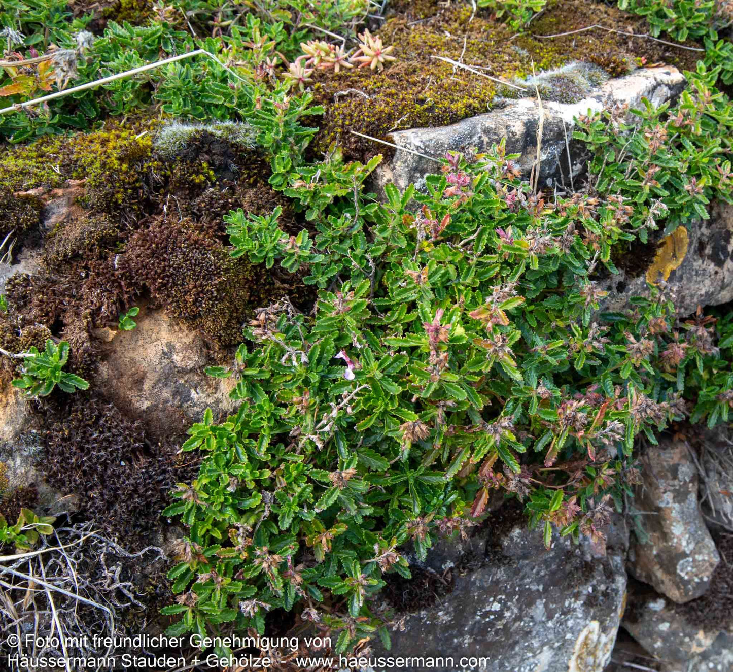 Echter Gamander (Teucrium chamaedrys)