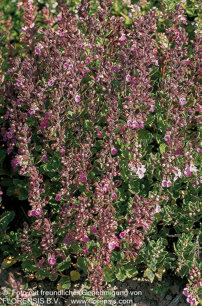 Echter Gamander (Teucrium chamaedrys)