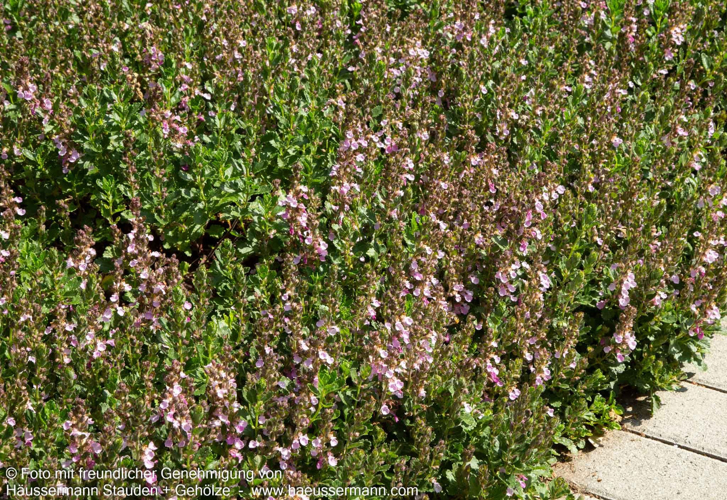 Echter Gamander (Teucrium chamaedrys)