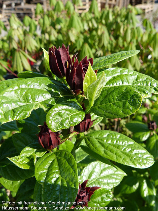 Echter Gewürzstrauch (Calycanthus floridus)