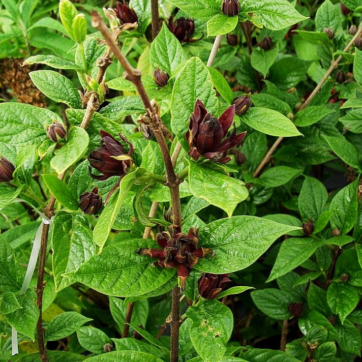 Echter Gewürzstrauch (Calycanthus floridus)