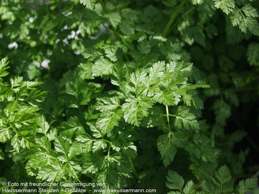 Echter Kerbel (Anthriscus cerefolium)