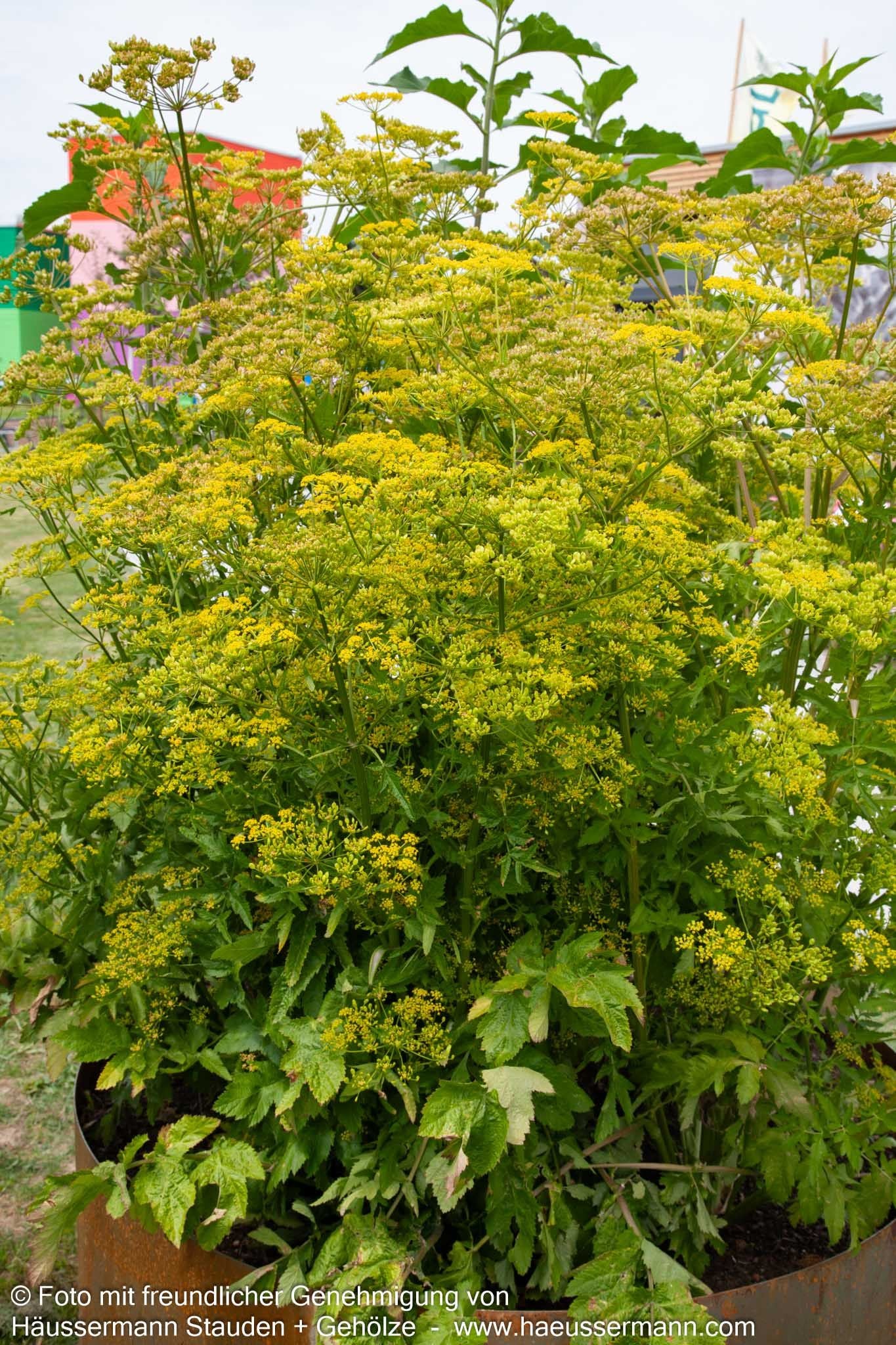 Echter Pastinak (Pastinaca sativa var.pratense)