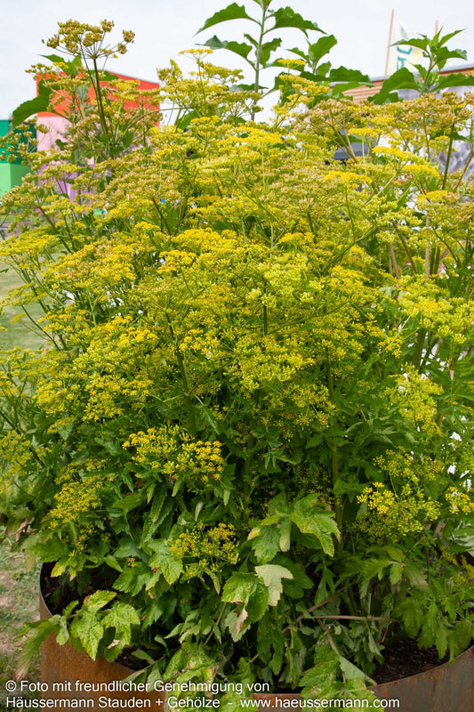 Echter Pastinak (Pastinaca sativa var.pratense)