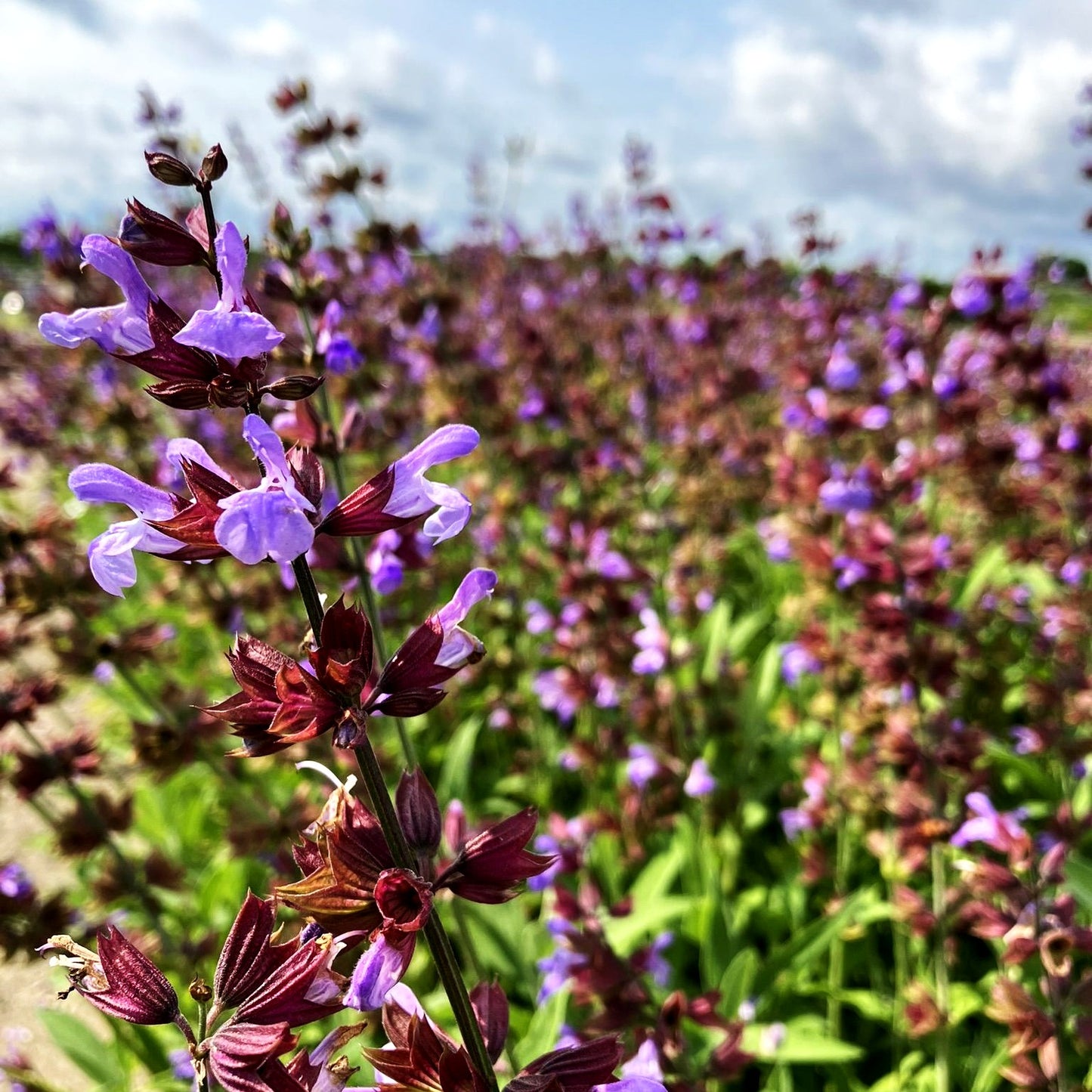 Echter Salbei / Apotheker Salbei (Salvia officinalis)