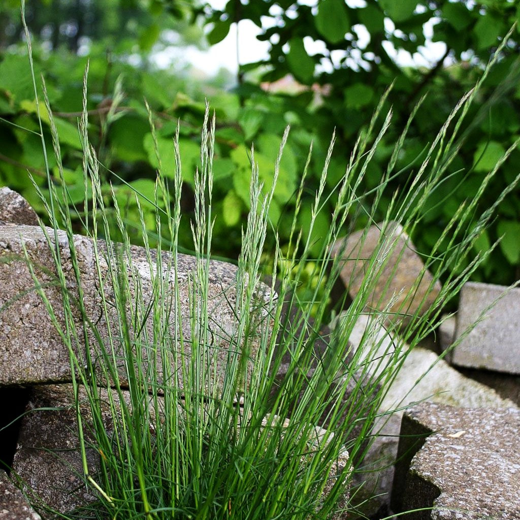 Echter Schaf-Schwingel (Festuca ovina)