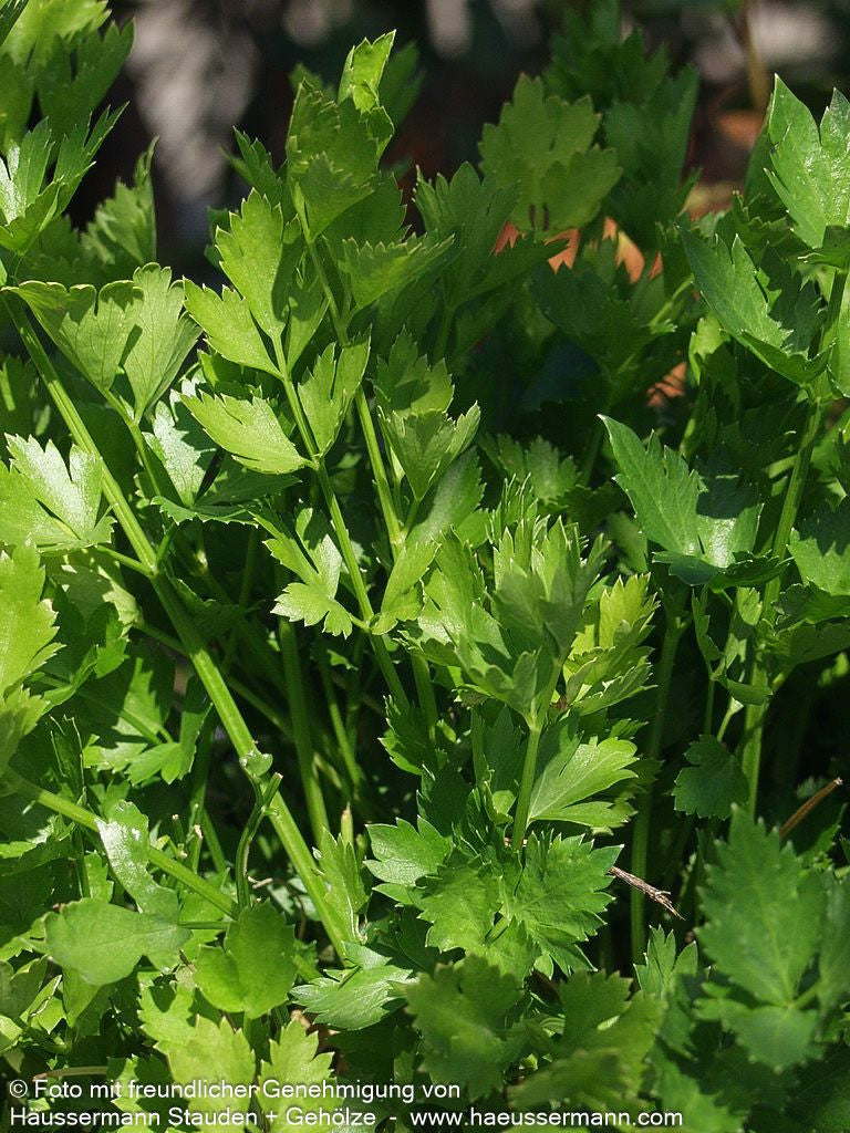 Echter Sellerie (Apium graveolens)