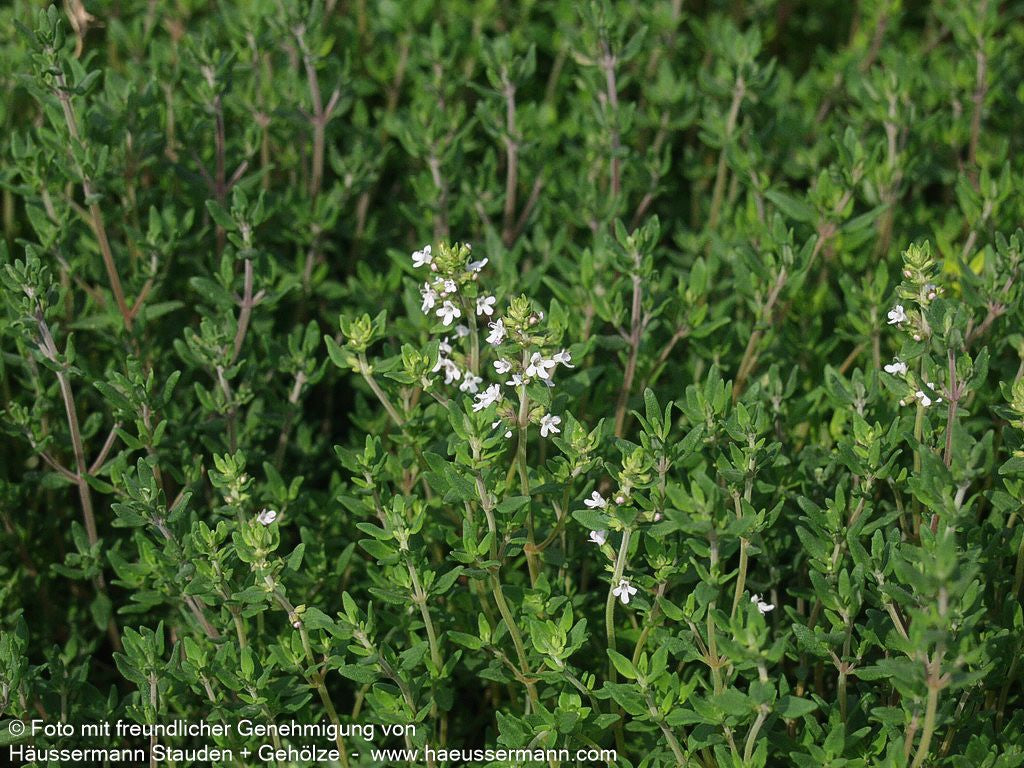 Echter Thymian (Thymus vulgaris)