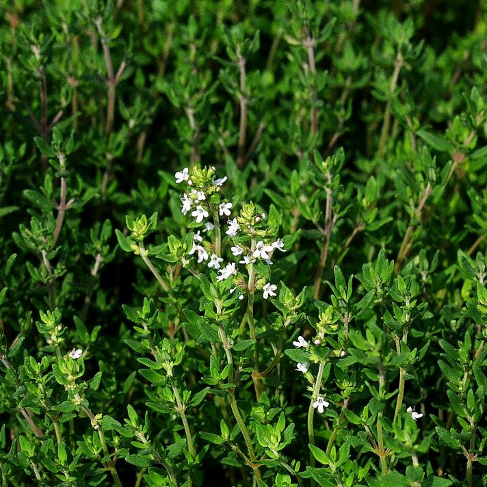 Echter Thymian (Thymus vulgaris)