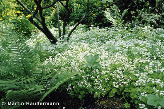 Echter Waldmeister (Galium odoratum)