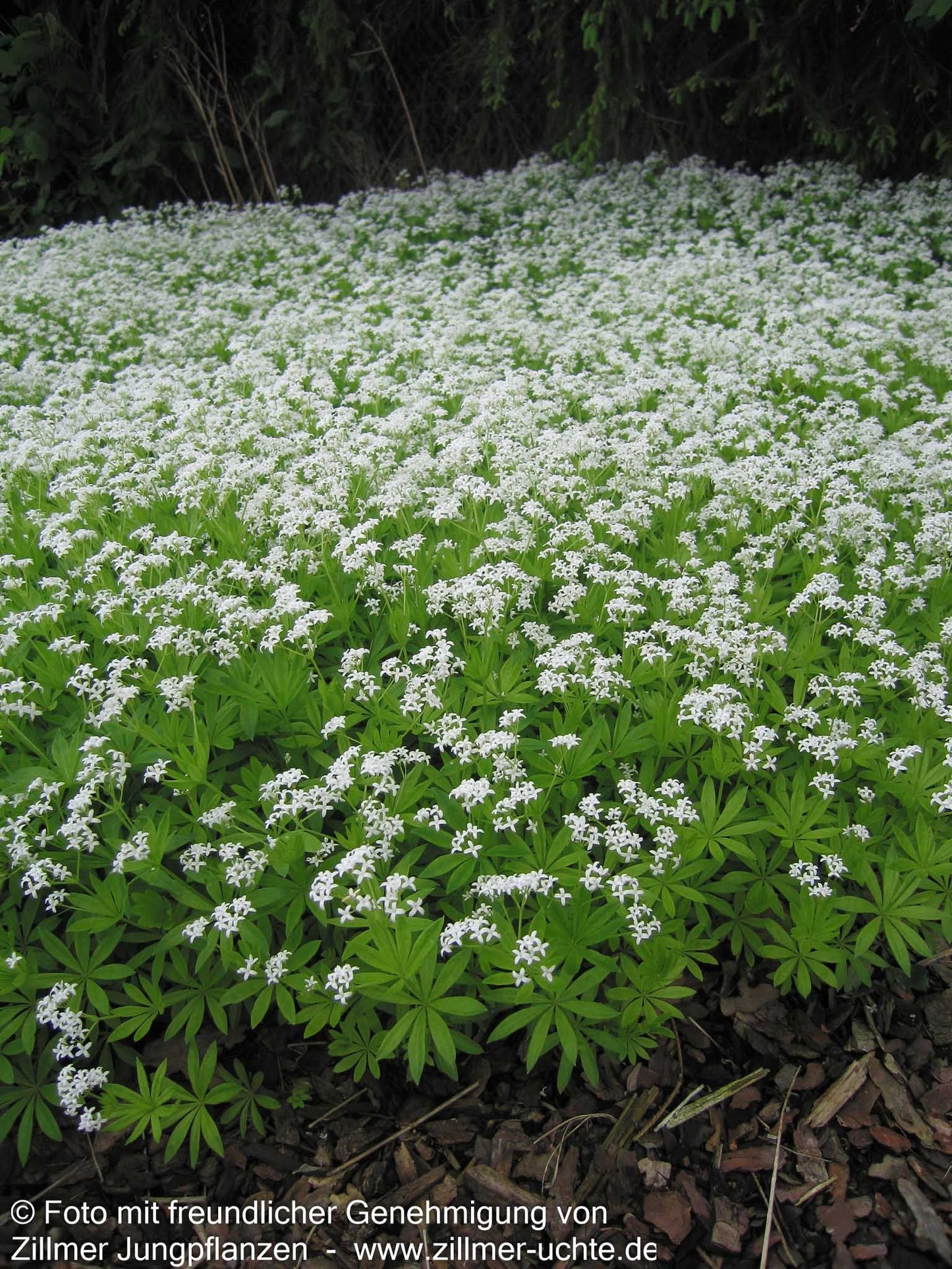 Echter Waldmeister (Galium odoratum)
