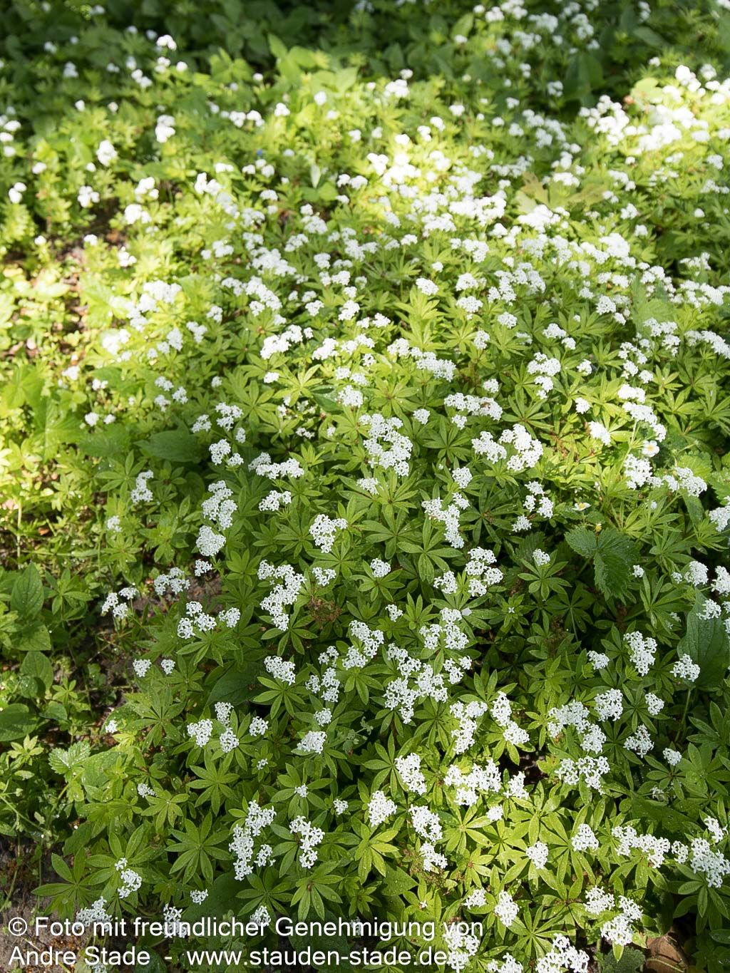 Echter Waldmeister (Galium odoratum)