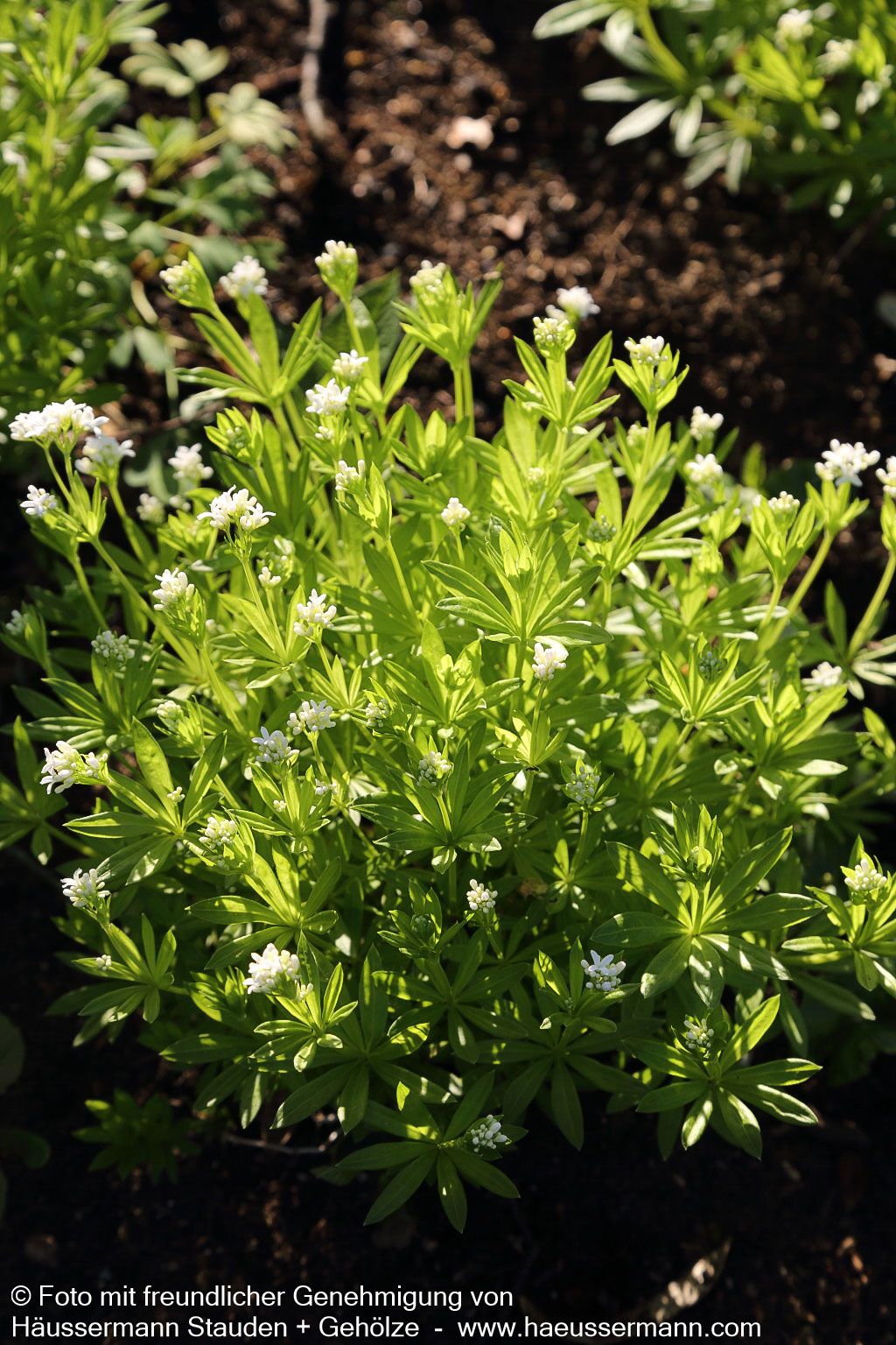 Echter Waldmeister (Galium odoratum)