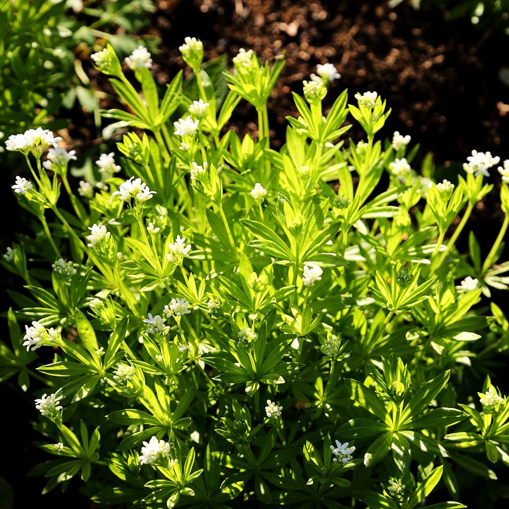 Echter Waldmeister (Galium odoratum)