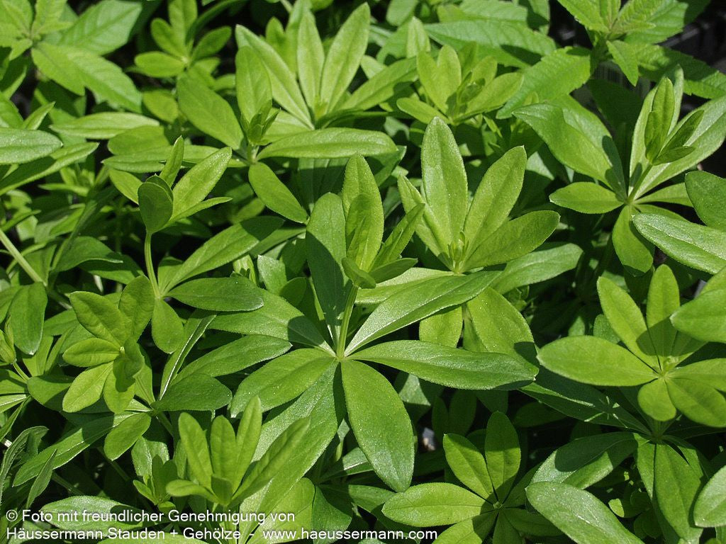 Echter Waldmeister (Galium odoratum)