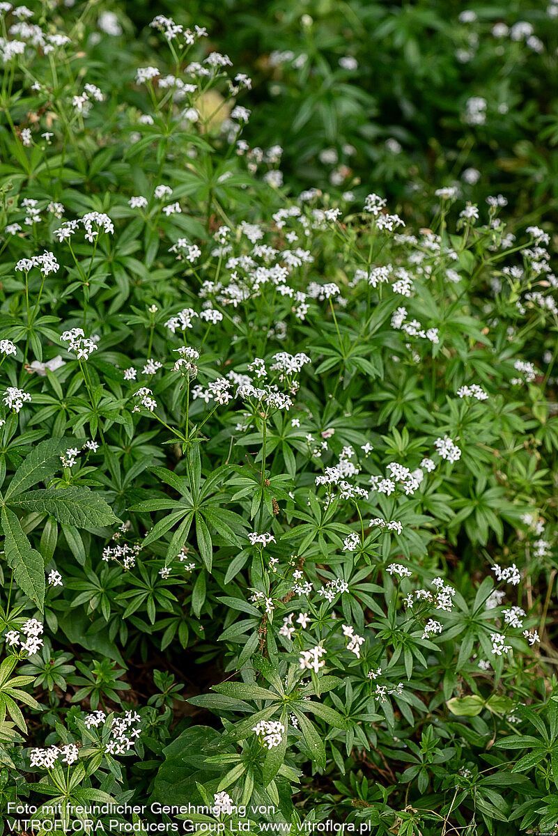 Echter Waldmeister (Galium odoratum)