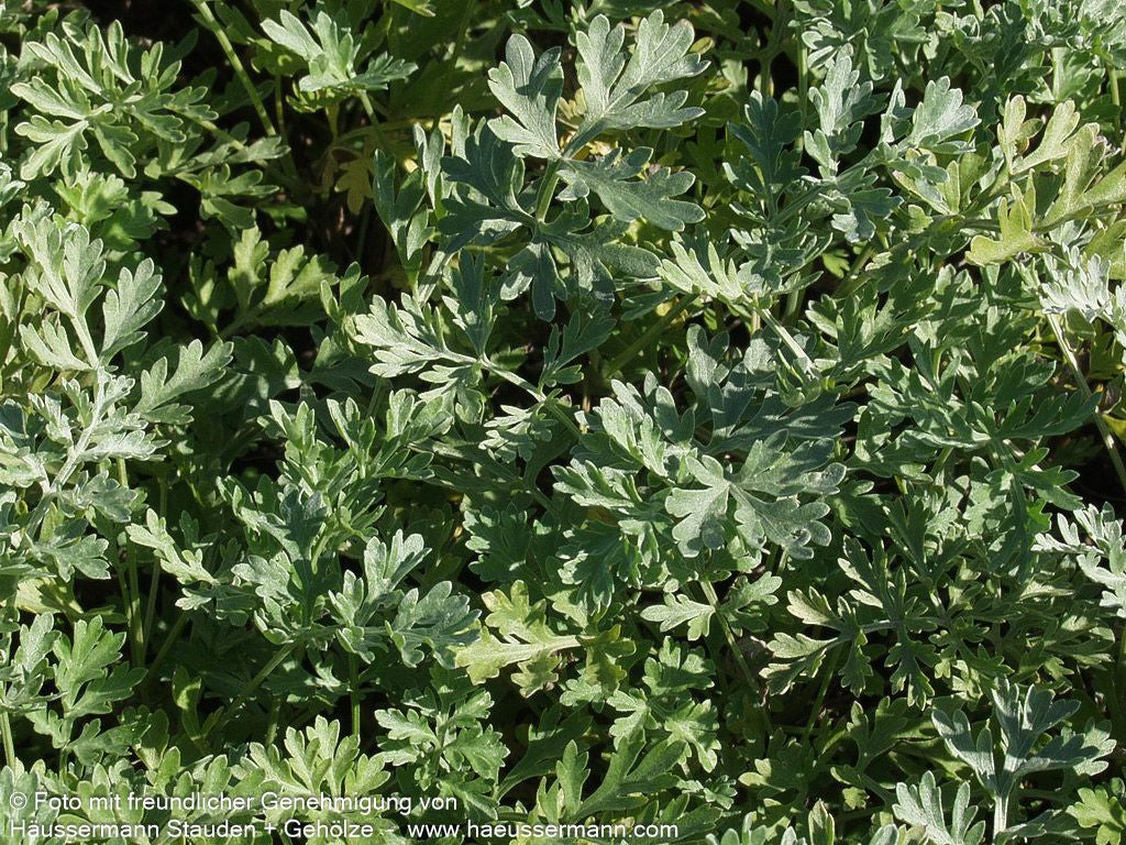 Echter Wermut (Artemisia absinthium)