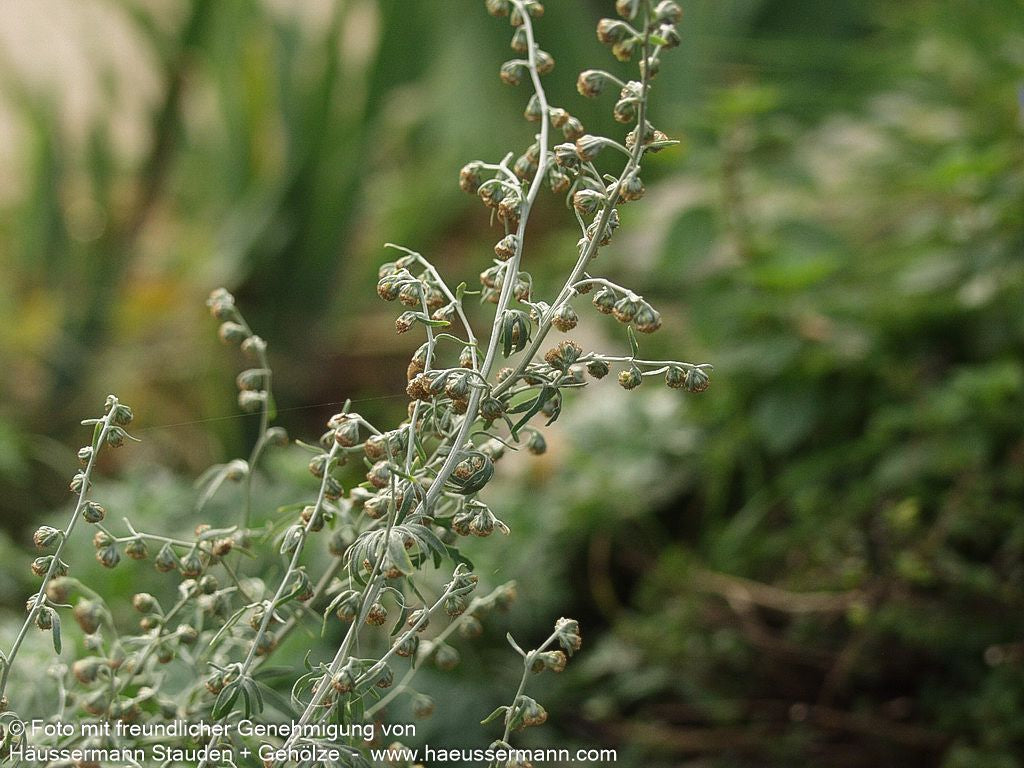 Echter Wermut (Artemisia absinthium)