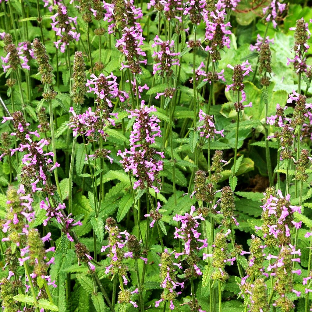 Echter Ziest, Heilender Ziest (Stachys officinalis)