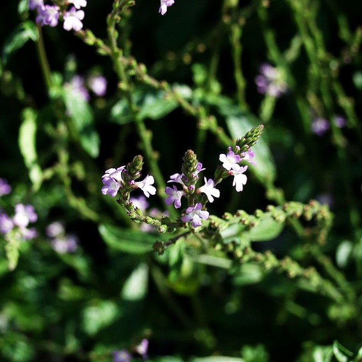 Echtes Eisenkraut (Verbena officinalis)