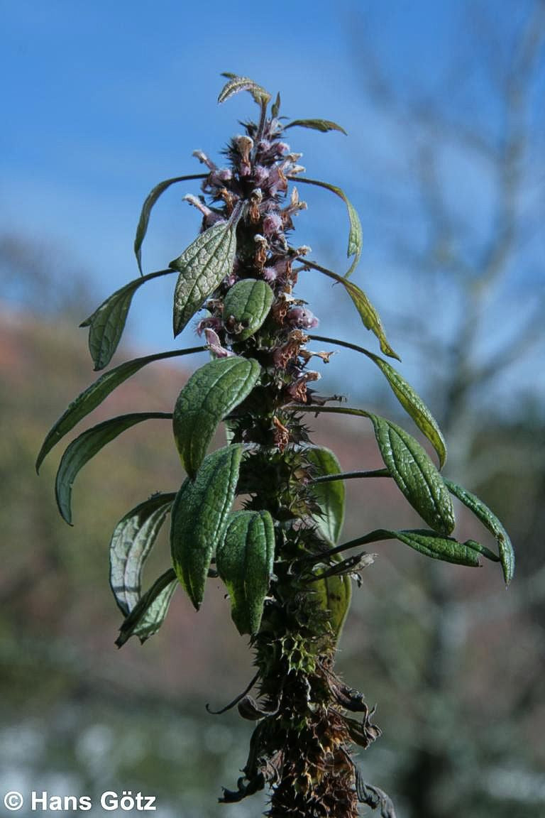Echtes Herzgespann (Leonurus cardiaca)