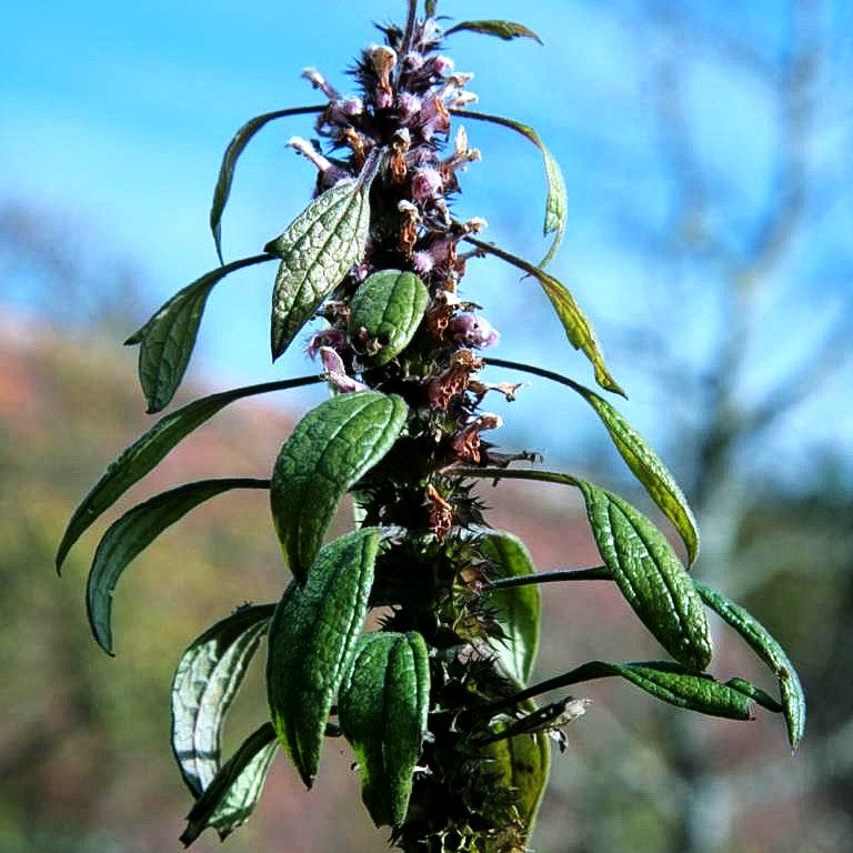 Echtes Herzgespann (Leonurus cardiaca)