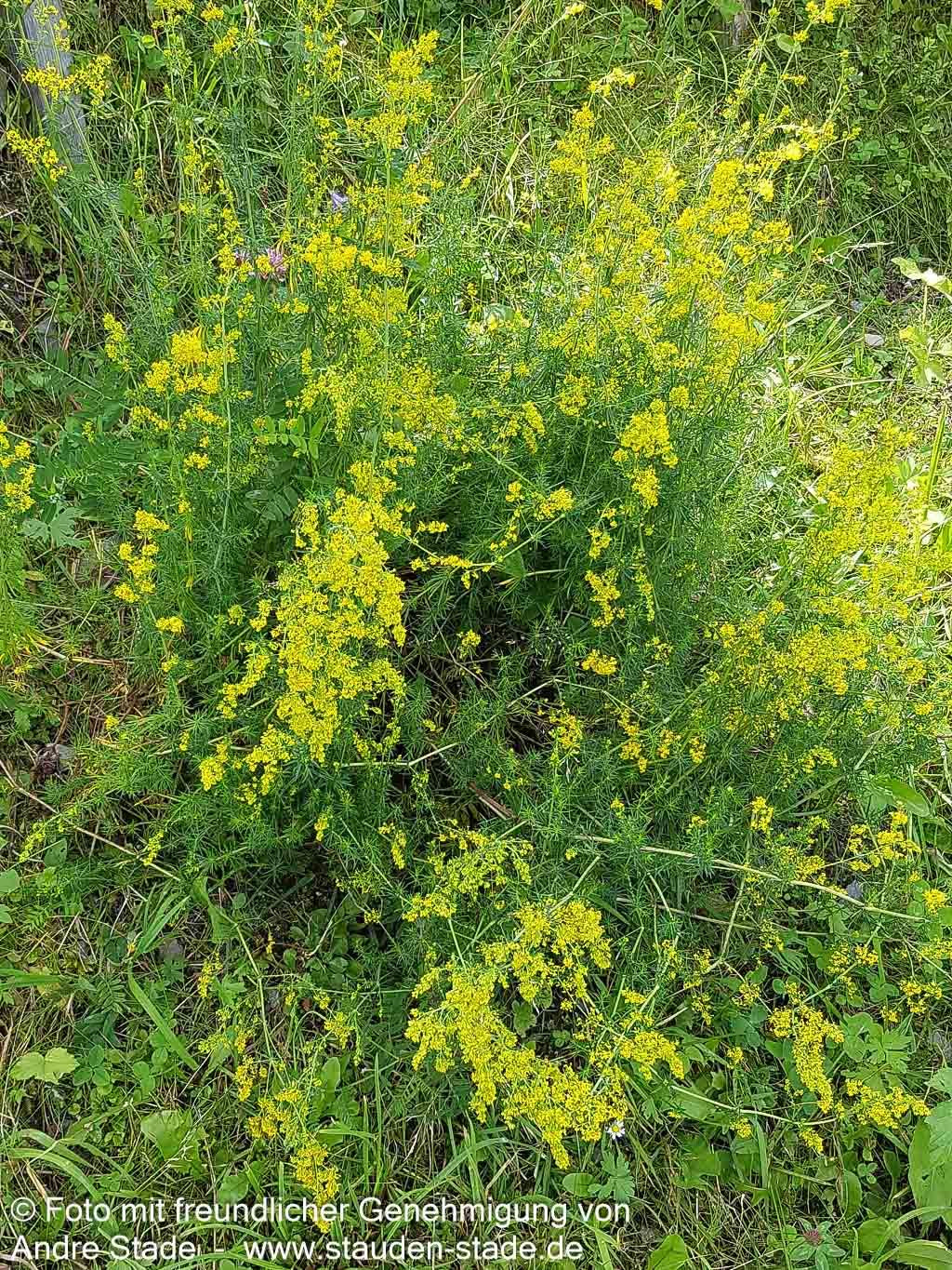 Echtes Labkraut (Galium verum)