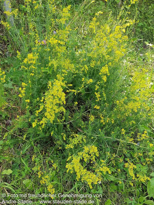 Echtes Labkraut (Galium verum)