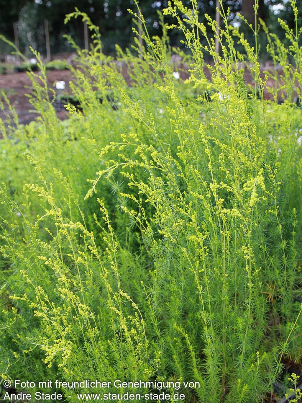 Echtes Labkraut (Galium verum)