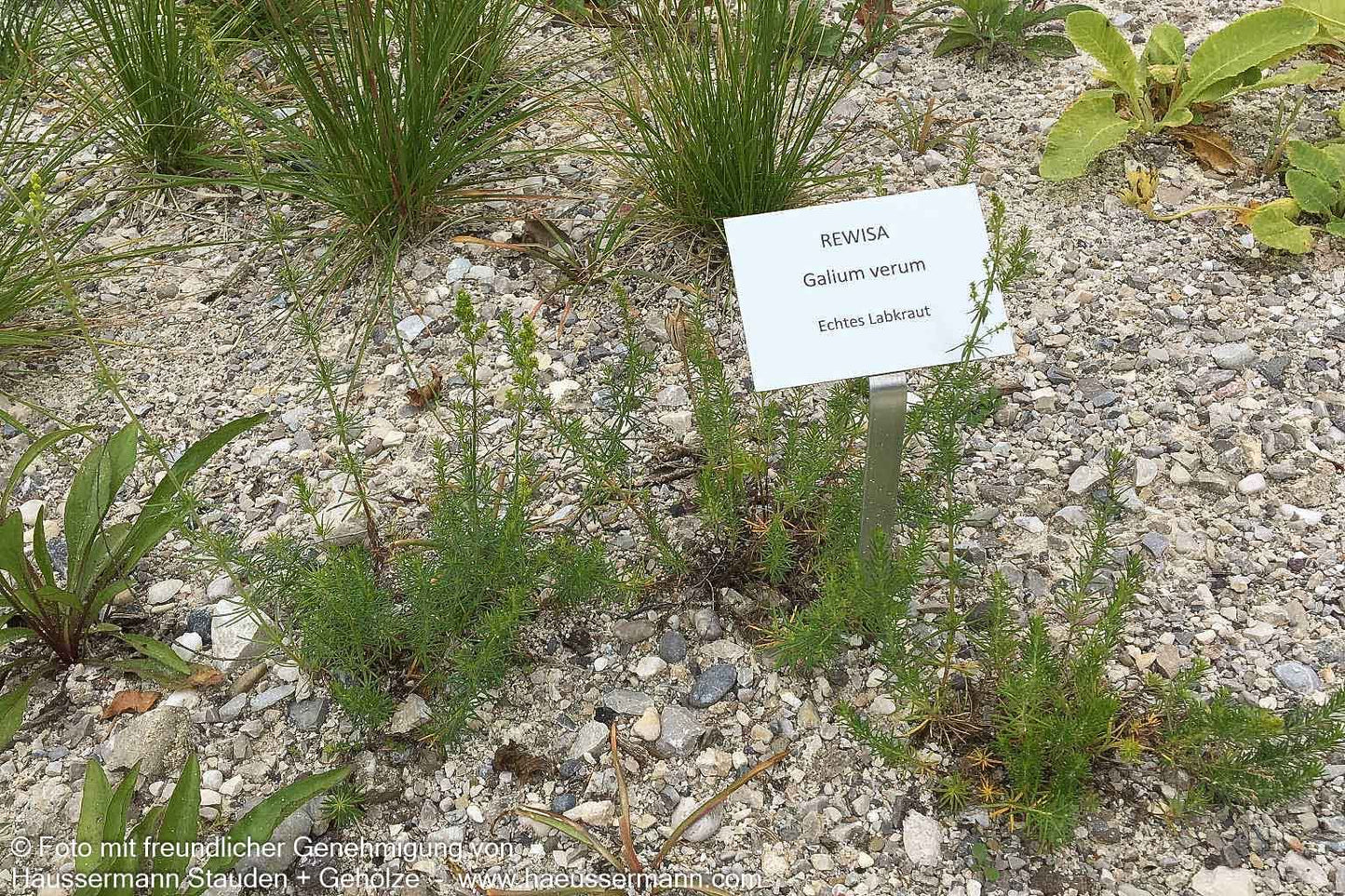 Echtes Labkraut (Galium verum)