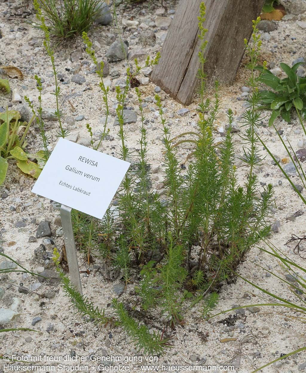 Echtes Labkraut (Galium verum)