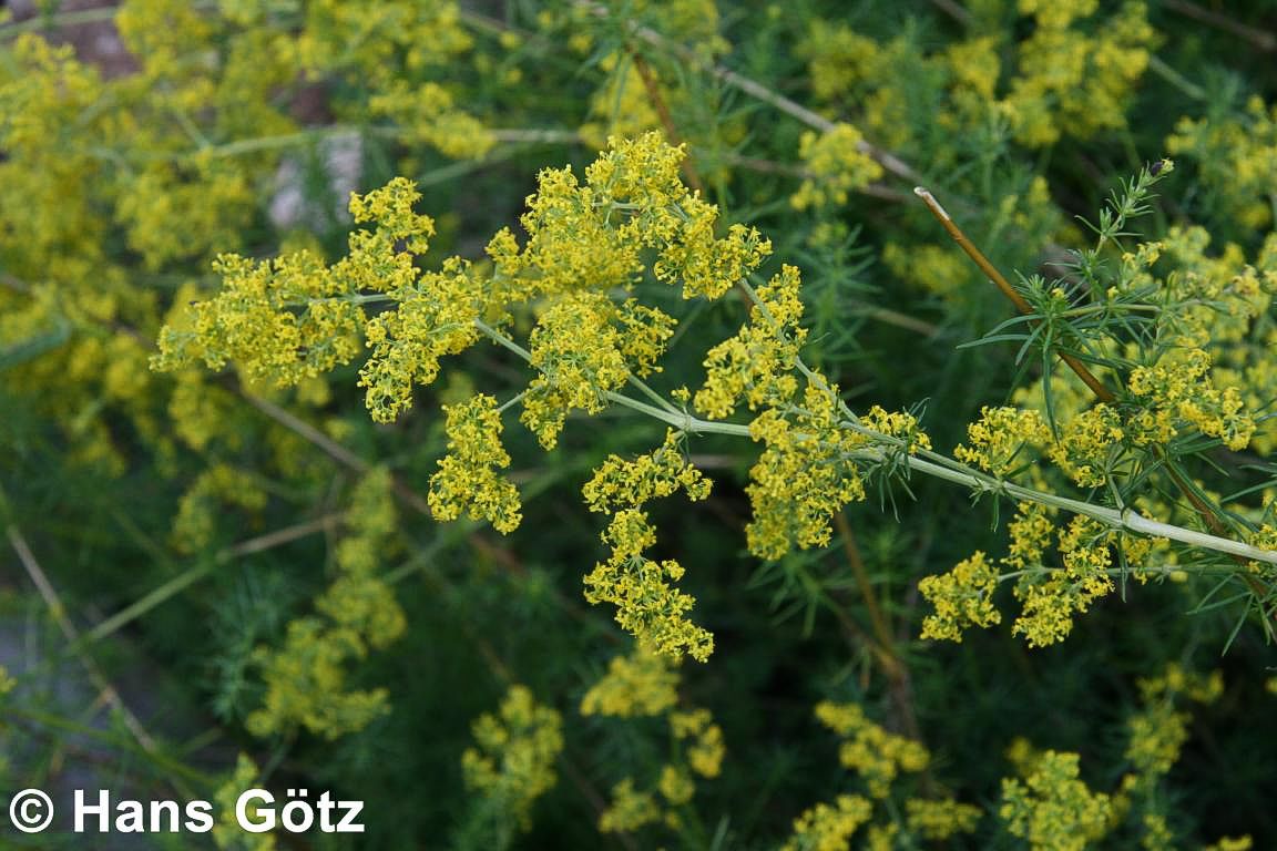 Echtes Labkraut (Galium verum)