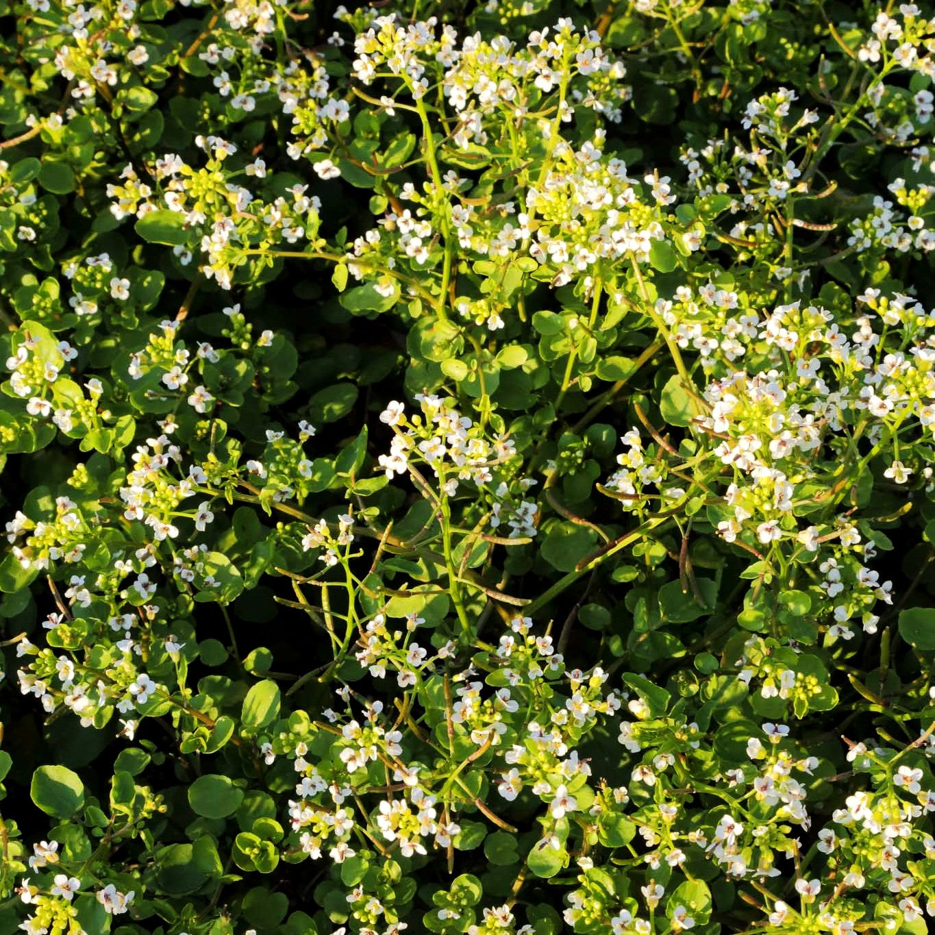 Echtes Löffelkraut (Cochlearia officinalis)