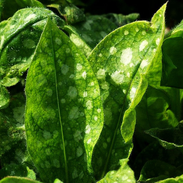 Echtes Lungenkraut (Pulmonaria officinalis)