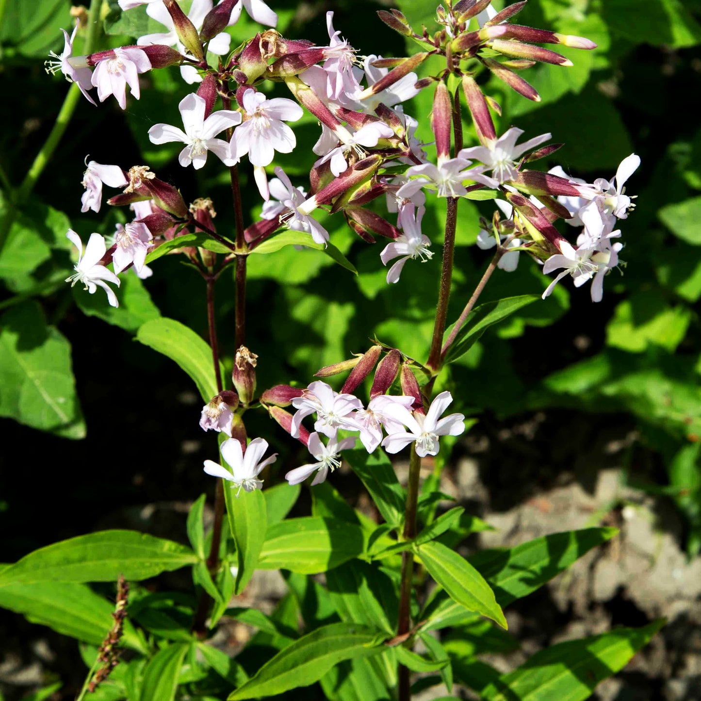 Echtes Seifenkraut (Saponaria officinalis)