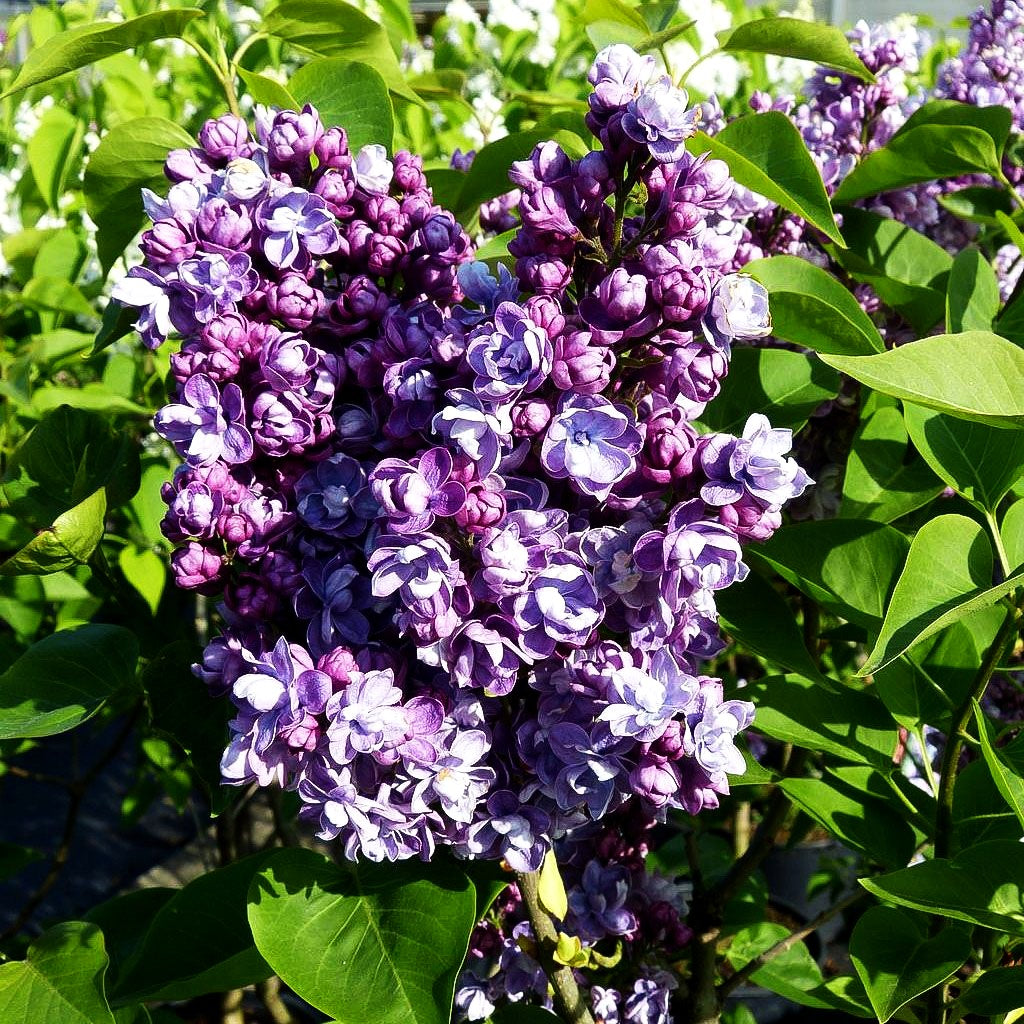 Edel-Flieder 'Ami Schott' (Syringa vulg.)