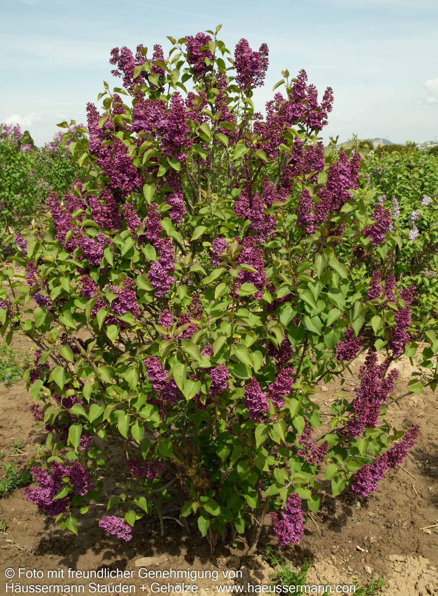 Edel-Flieder 'Andenken an Ludwig Späth' (Syringa vulg.)