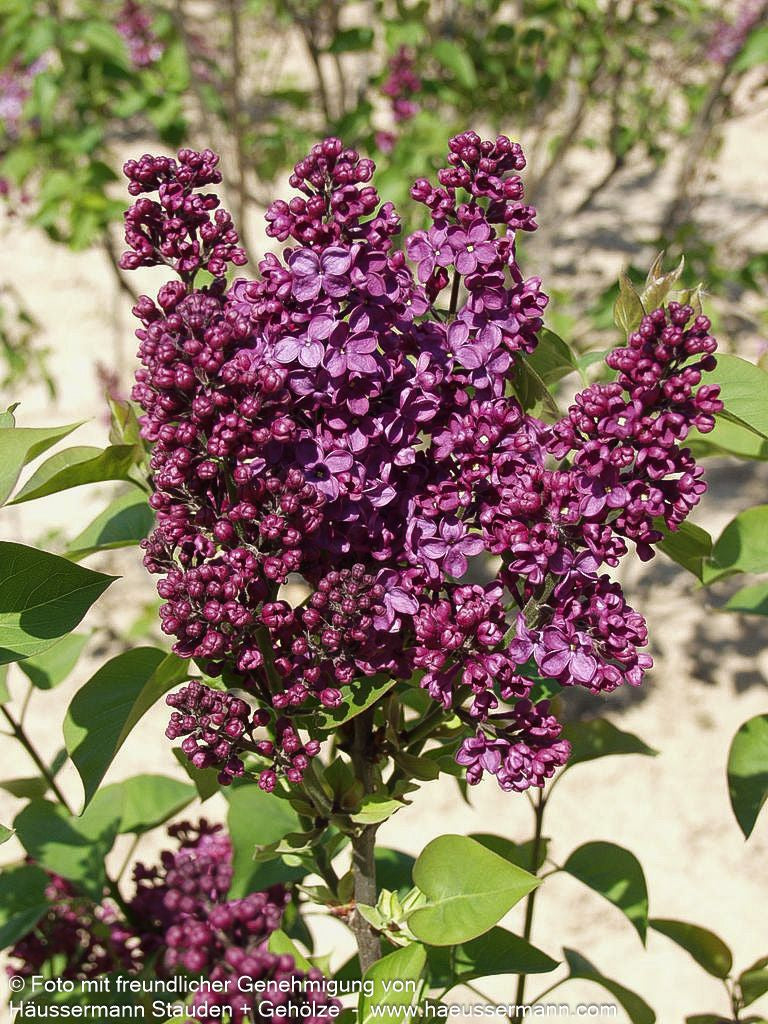 Edel-Flieder 'Andenken an Ludwig Späth' (Syringa vulg.)
