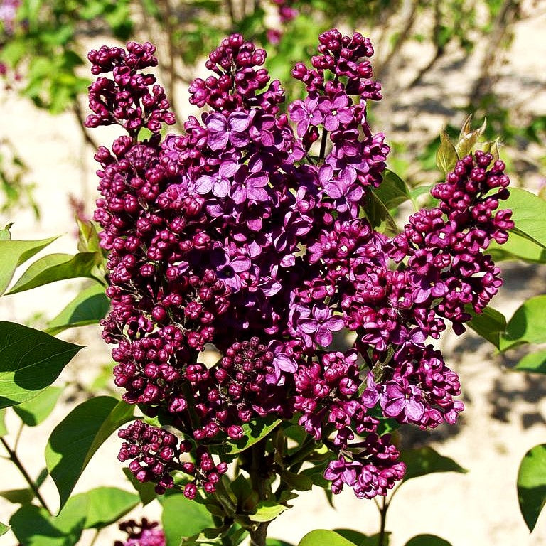 Edel-Flieder 'Andenken an Ludwig Späth' (Syringa vulg.)