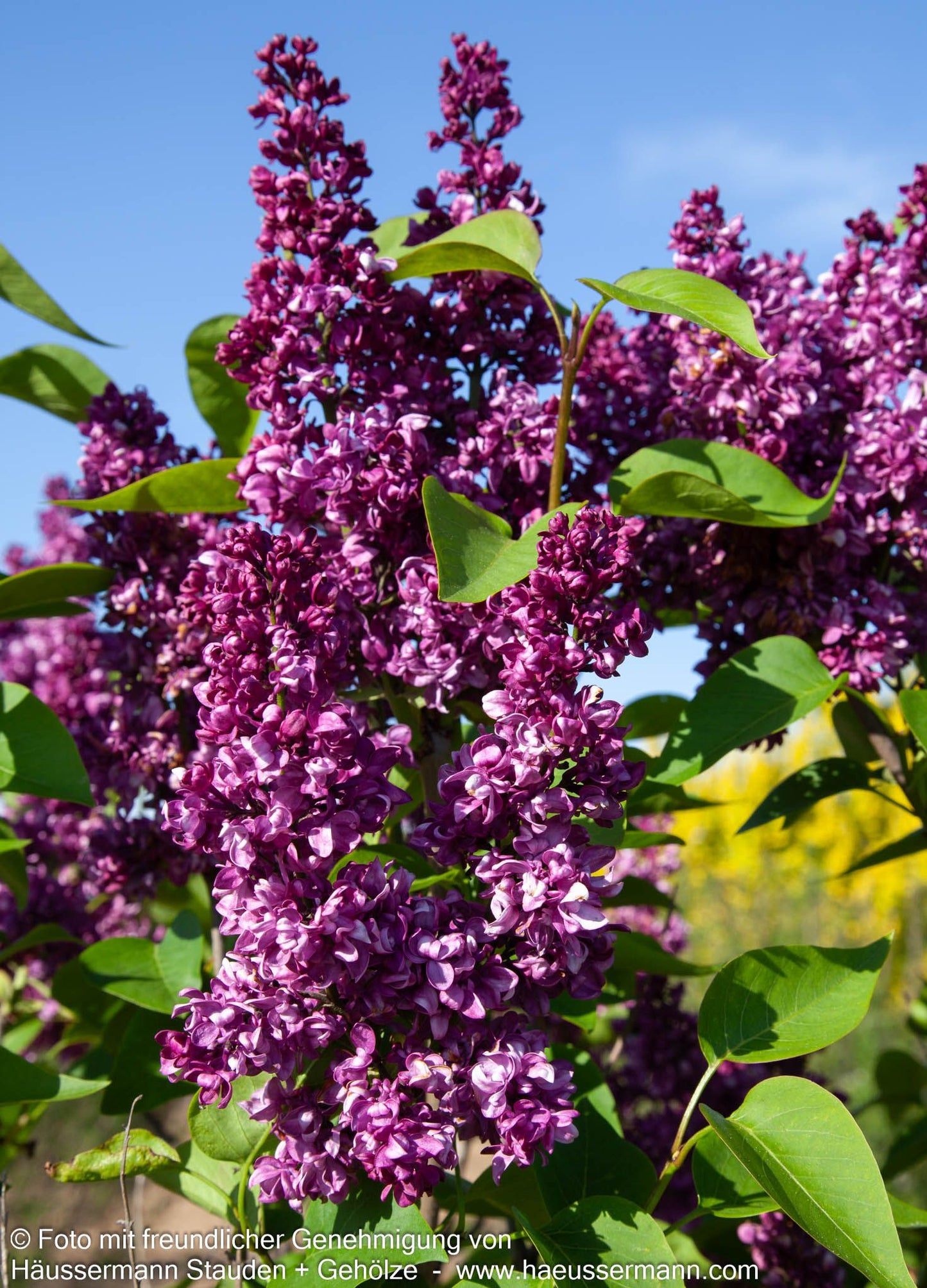 Edel-Flieder 'Charles Joly' (Syringa vulg.)