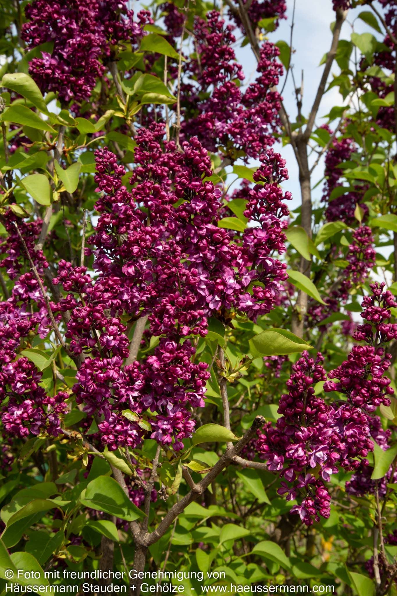 Edel-Flieder 'Charles Joly' (Syringa vulg.)